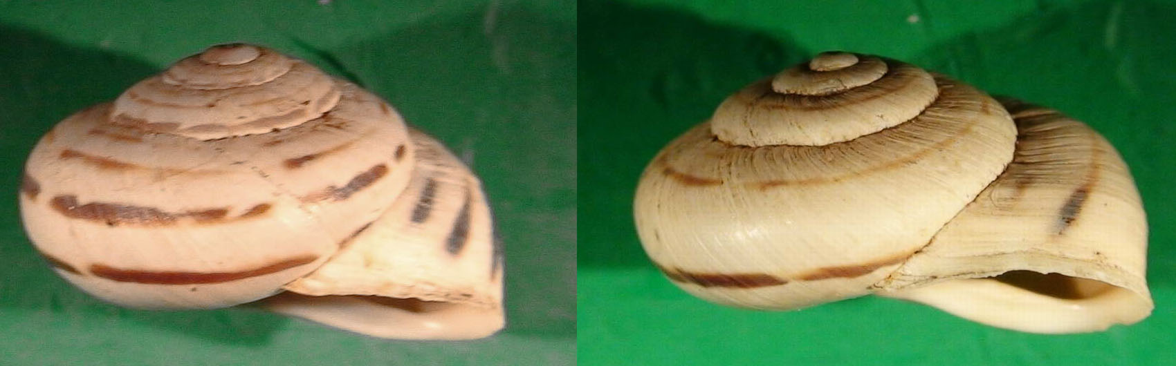 Marmorana (Murella) nebrodensis (Pirajno, 1840)